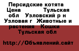 Персидские котята › Цена ­ 2 500 - Тульская обл., Узловский р-н, Узловая г. Животные и растения » Кошки   . Тульская обл.